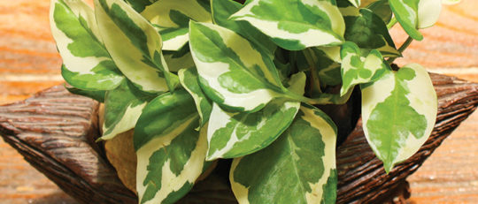 Ctendance on X: La sphaigne : un allié naturel facile à cultiver chez soi  pour booster vos plantes ! Cliquez ici pour lire =>   / X
