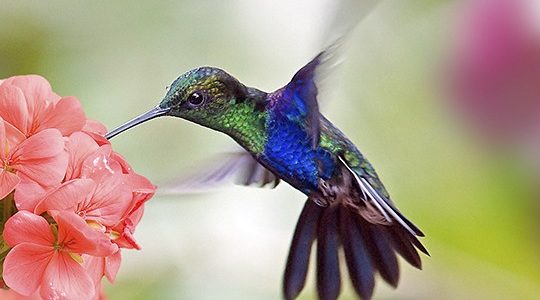 Nourrir et attirer les colibris - Birds Canada